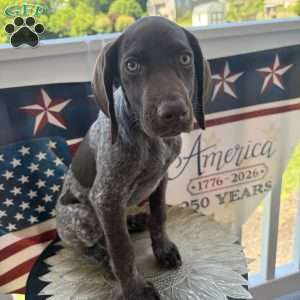 Betty, German Shorthaired Pointer Puppy
